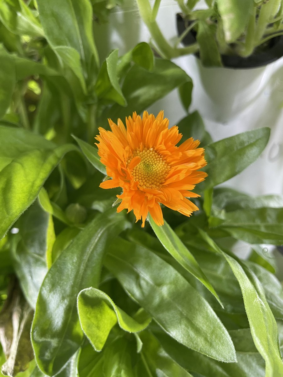 Neill McCallum tweet media