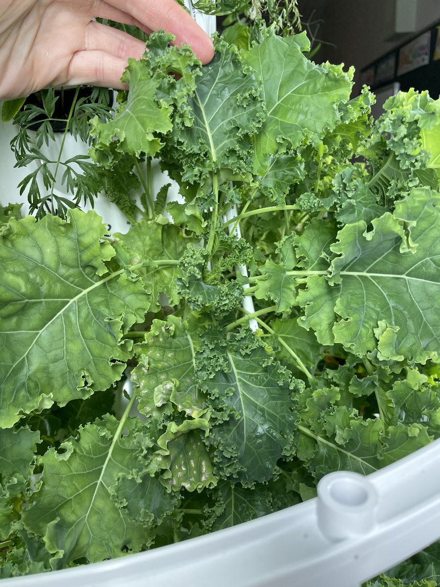 Neill McCallum tweet media