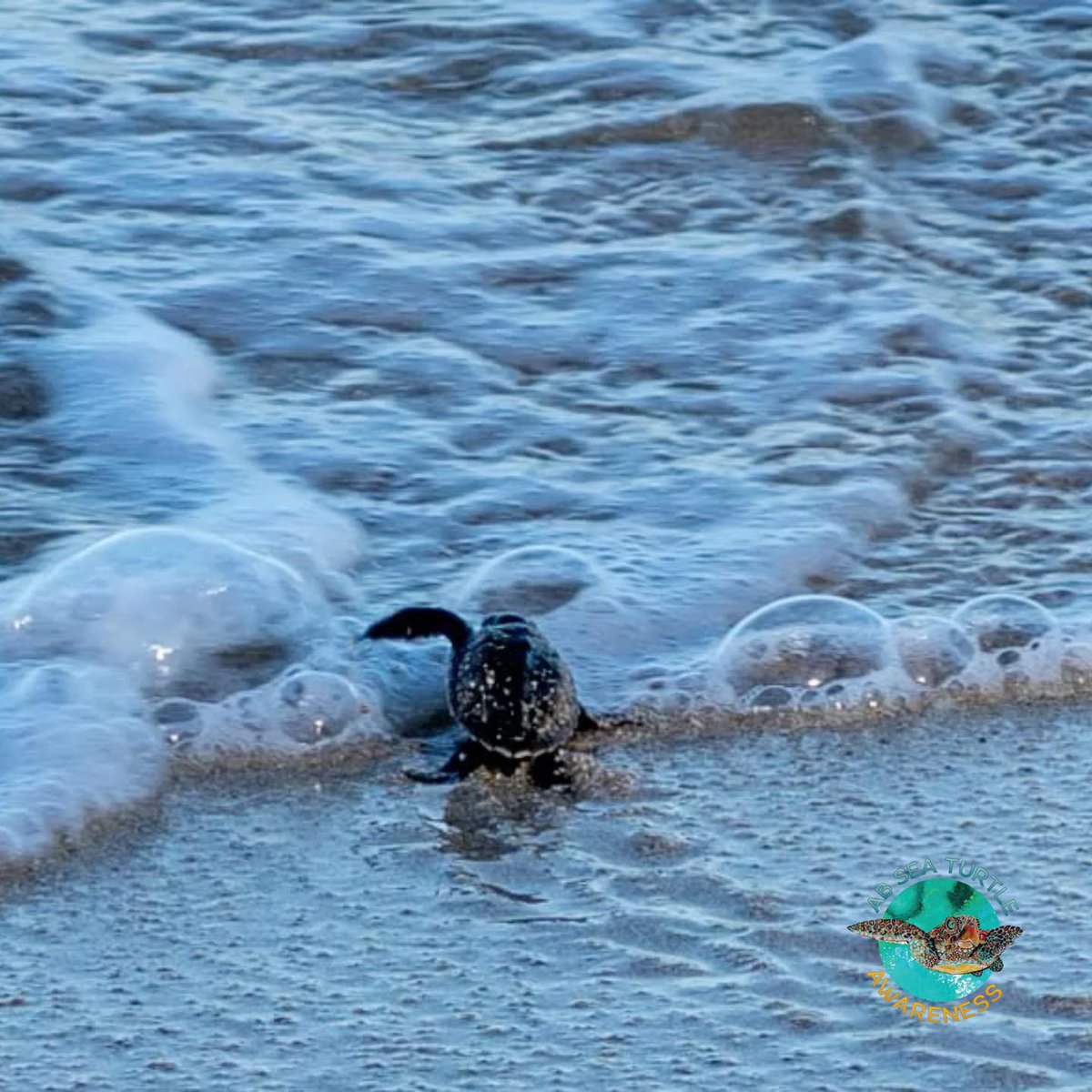 ABSeaTurtles's tweet image. For the first #turtletuesday of 2023 we would like to wish everyone a great start to the new year. 🐢💚🌊
#antiguaturtles #turtleawareness #savetheturtles #antiguanice #AntiguaBarbuda #turtlelove