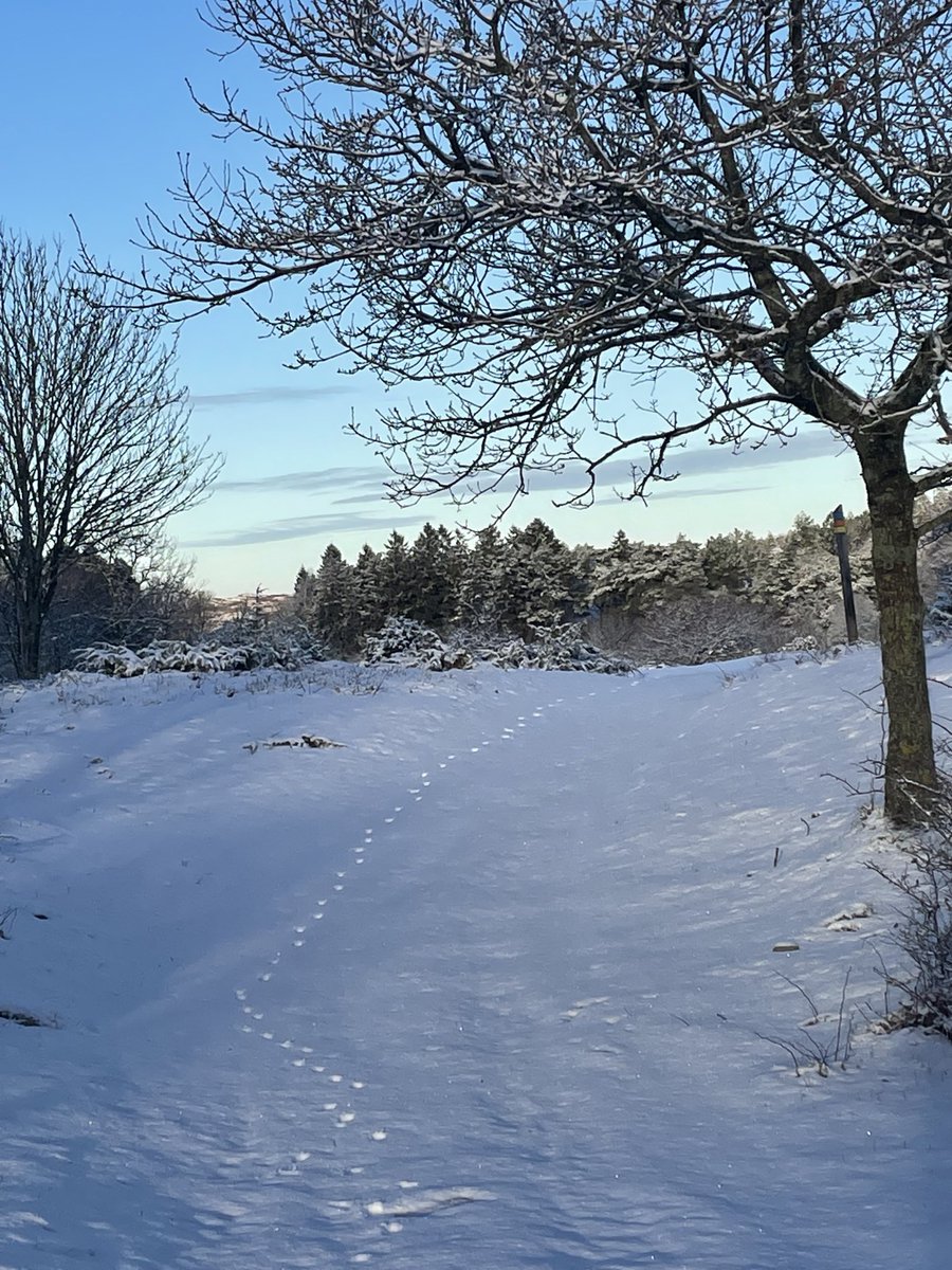 JornHolmHansen's tweet photo. Bohuslän, Sweden today https://t.co/mZrdcDHVuj