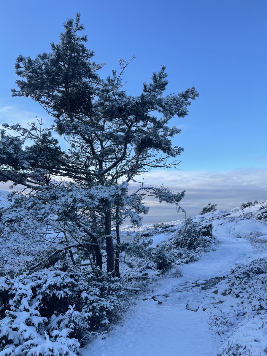JornHolmHansen's tweet photo. Bohuslän, Sweden today https://t.co/mZrdcDHVuj