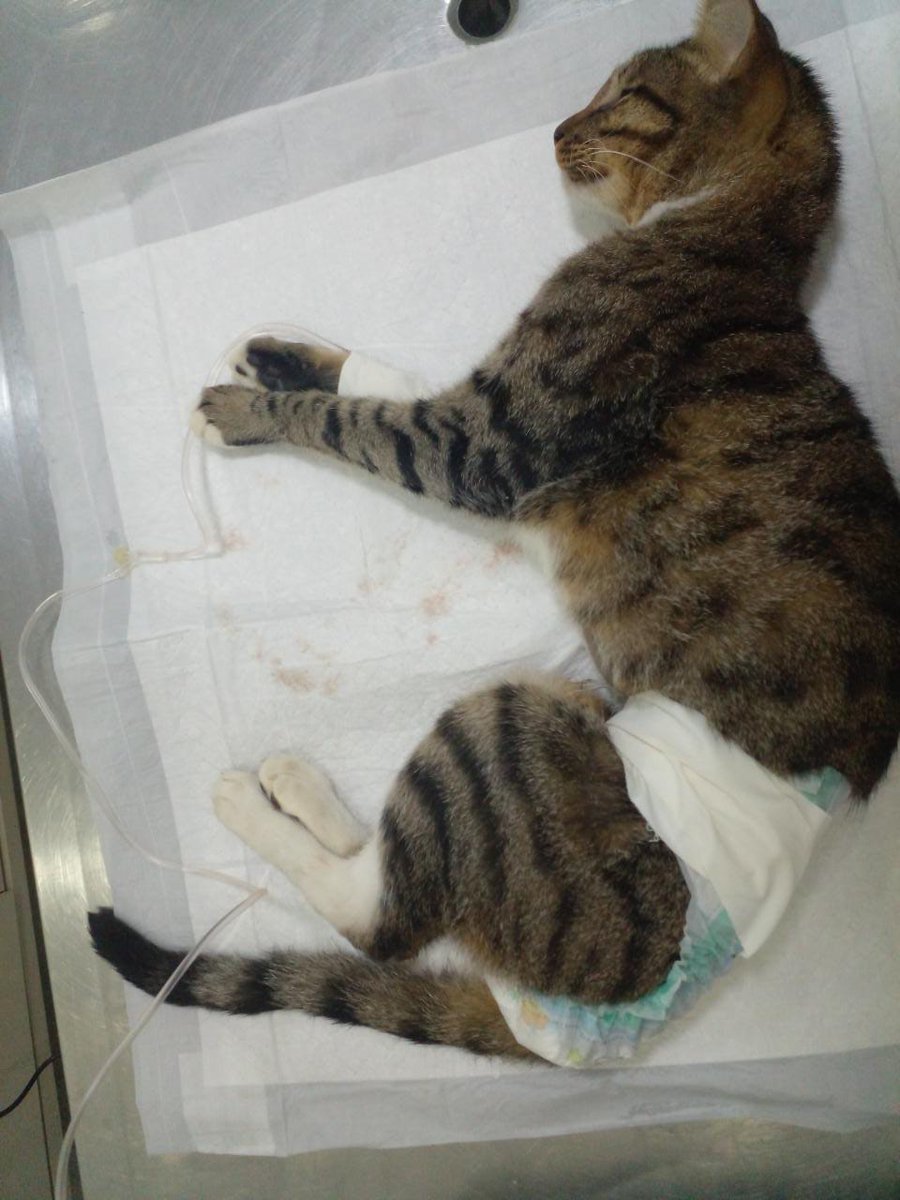 Chorand0sef0i's tweet image. Oi gente, me ajudem a divulgar por favor 
Meu gato,  Guddu, está com uma infecção urinária muito forte, não estava conseguindo fazer xixi, estava com a barriga inchada e com muita dor
Minha mãe levou ele no veterinário e a mulher disse que se não tivesse levado ele+