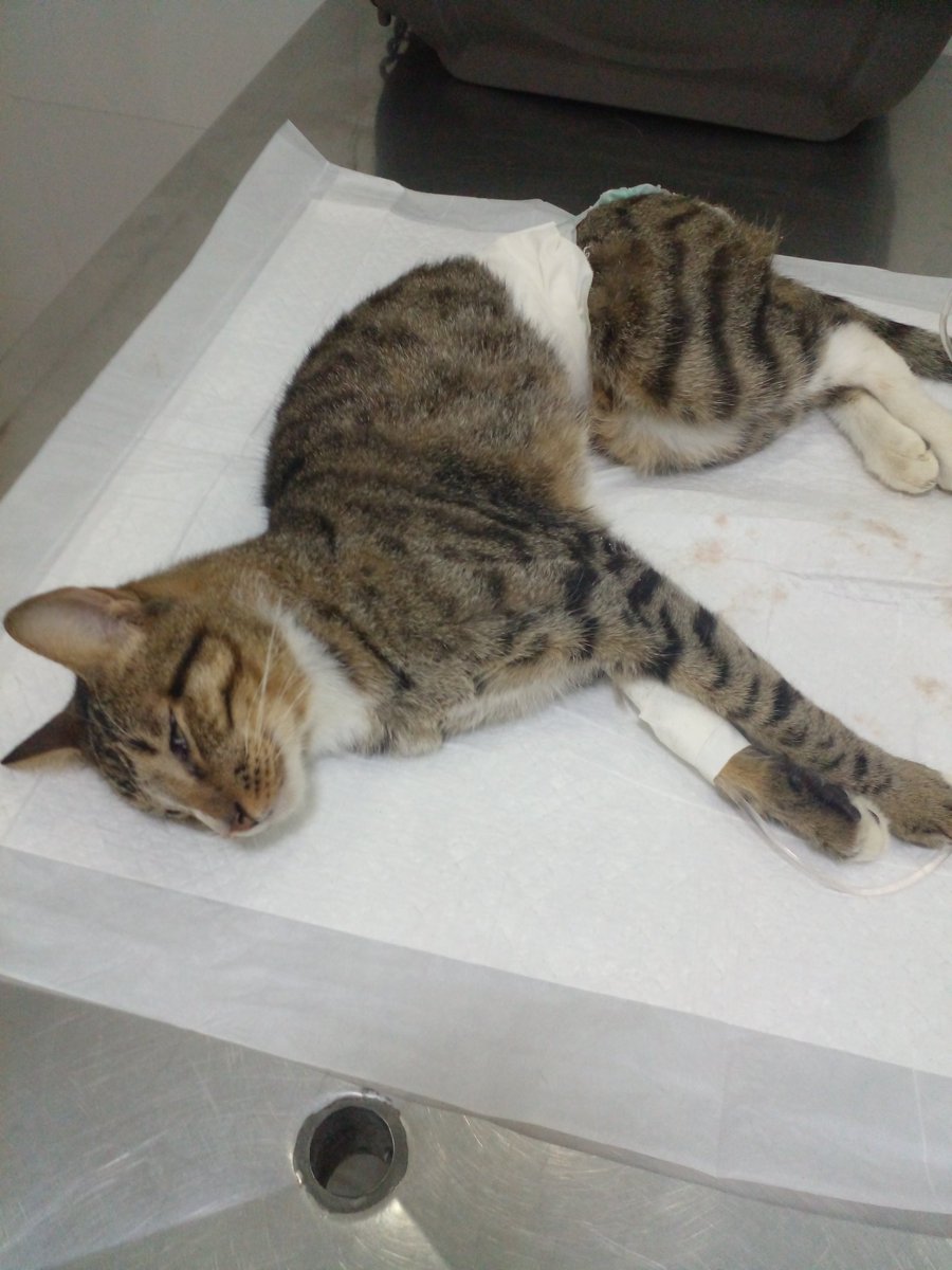 Chorand0sef0i's tweet image. Oi gente, me ajudem a divulgar por favor 
Meu gato,  Guddu, está com uma infecção urinária muito forte, não estava conseguindo fazer xixi, estava com a barriga inchada e com muita dor
Minha mãe levou ele no veterinário e a mulher disse que se não tivesse levado ele+