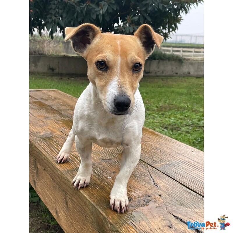 #AltraRazza femmina  in adozione a #Vidigulfo bit.ly/3jowpm9