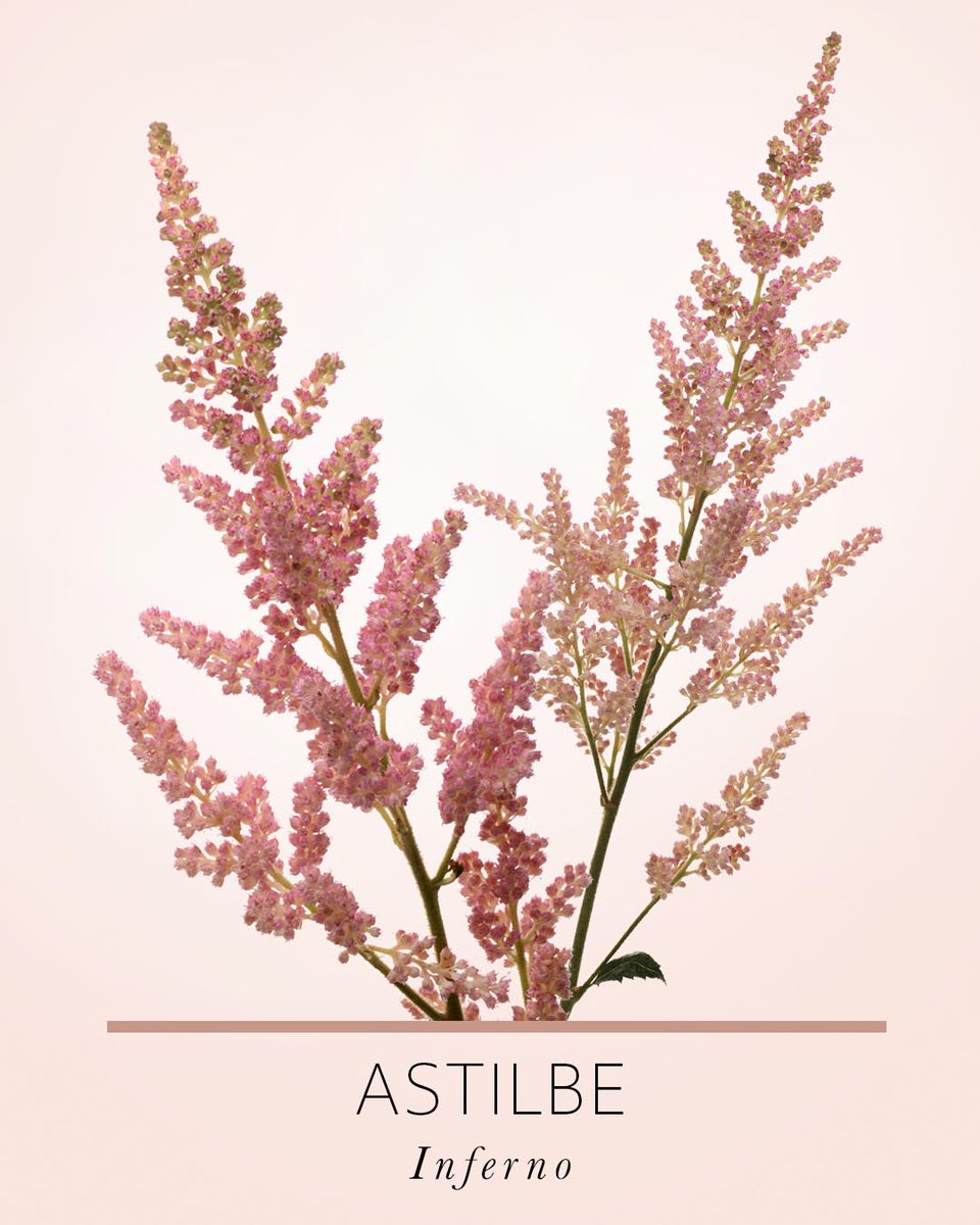 Marginpar's tweet photo. Hey flower lovers! If you're looking to add a romantic and soft touch to your arrangements, the Astilbe Inferno is the perfect choice! Thanks to its graceful stature, soft blush colour and tactile texture, this flower adds a touch of romance to any arrangement 💕.  

#astilbe https://t.co/DoIzgW3tbM