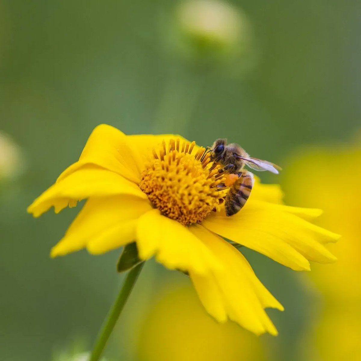 Hope everyone had a wonderful holiday season! A huge thank you to all of our partners, and to everyone else who has joined in the effort to help bees! Hive an amazing 2023! 🐝 😎 #newyear #bee #beekeeping