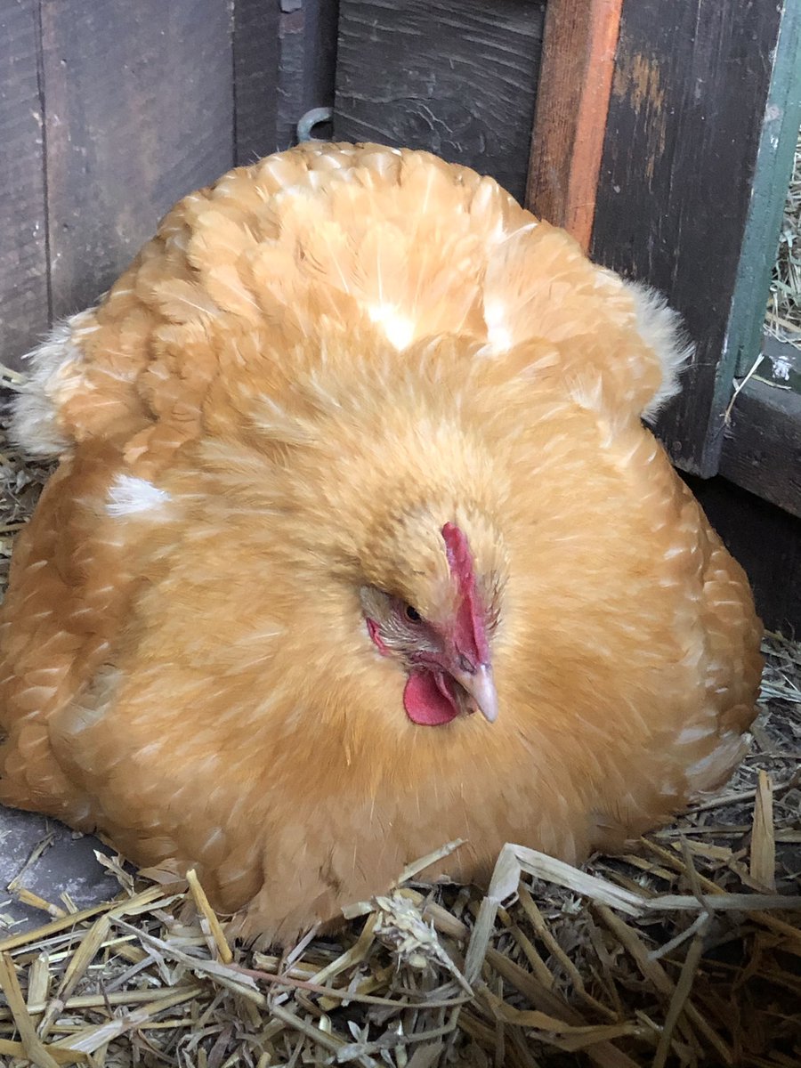 blacksmoke1033's tweet photo. I hear you’re interested in giant round chickens, may I show you Lady Henitrescu https://t.co/f6wQuL2vuz