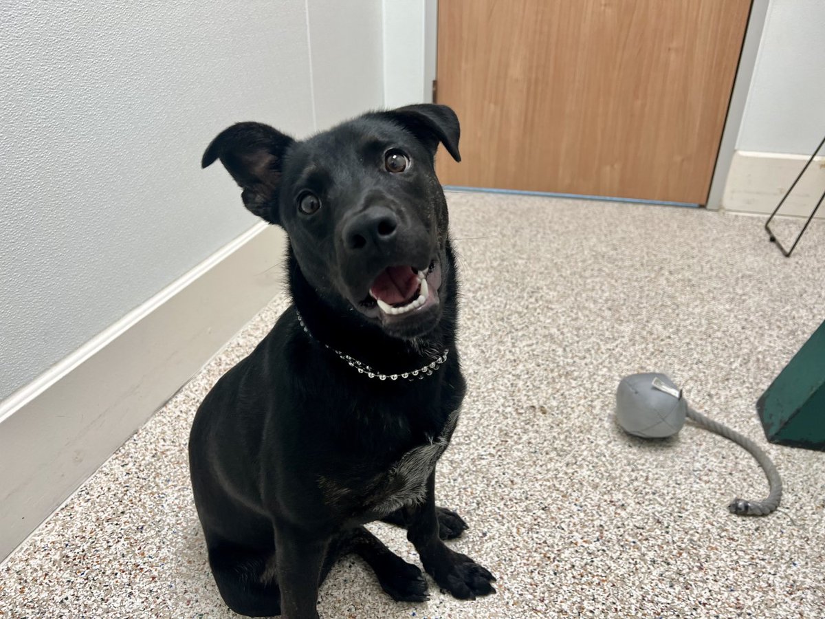 HoustonHumane's tweet photo. Hi I'm Web. I  will instantly put a smile on your face! My charming personality is contagious. I love kids and do well with other dogs. My favorite things right now are cuddles, rolling toys and peanut butter treats.

Adopt Web: https://t.co/uSRTLIt0CI

#houstonpets https://t.co/iUsINf32A3