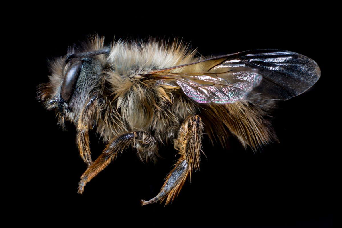 UTSC's tweet photo. Two new species of bee have been found in Canada for the first time by #UTSC researcher @jscottmacivor  — but the presence of one might be bad news for native mason bees (via @CanGeo) #UofT

https://t.co/At9hIRWiOj https://t.co/9rJqvKd5hc