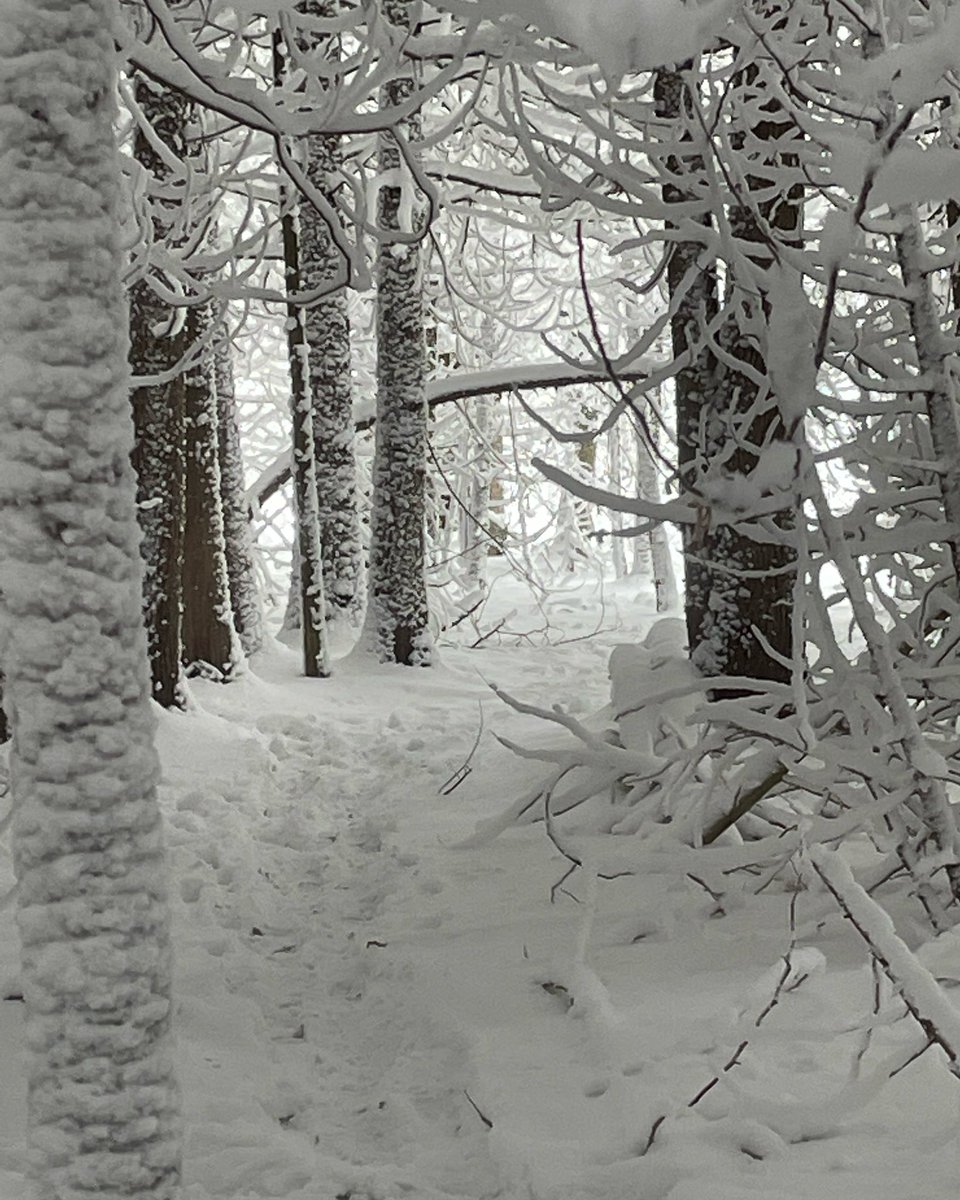 Snow abounds in the wintry forests at Fox Haven. #winterwonderland #snowfall #ontariowilderness
