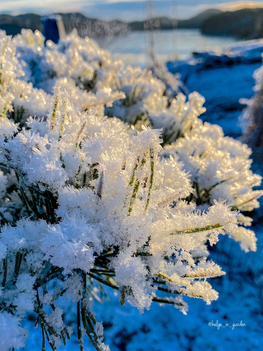 gardeninNorway's tweet photo. Winter in our garden❄️
#Flowers #nature #NaturePhotography #gardening #gardens #WinterWildcards #WinterWonderland #Norway #snowday https://t.co/mWnqreaTPe
