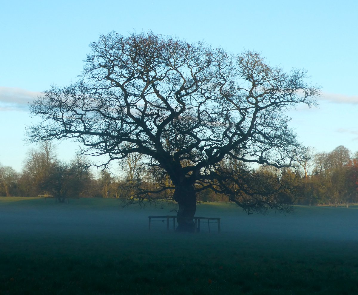 beatricegroves1's tweet photo. Ramification was originally the 'manner or pattern of branching' in a tree &amp; came to mean the subdivisions/extensions of ideas and arguments.
Winter is the perfect time to admire arboreal ramification - such as in this perfect oak rising from the mist.
#EtymologyOfTheDay https://t.co/J81nY6OrEe