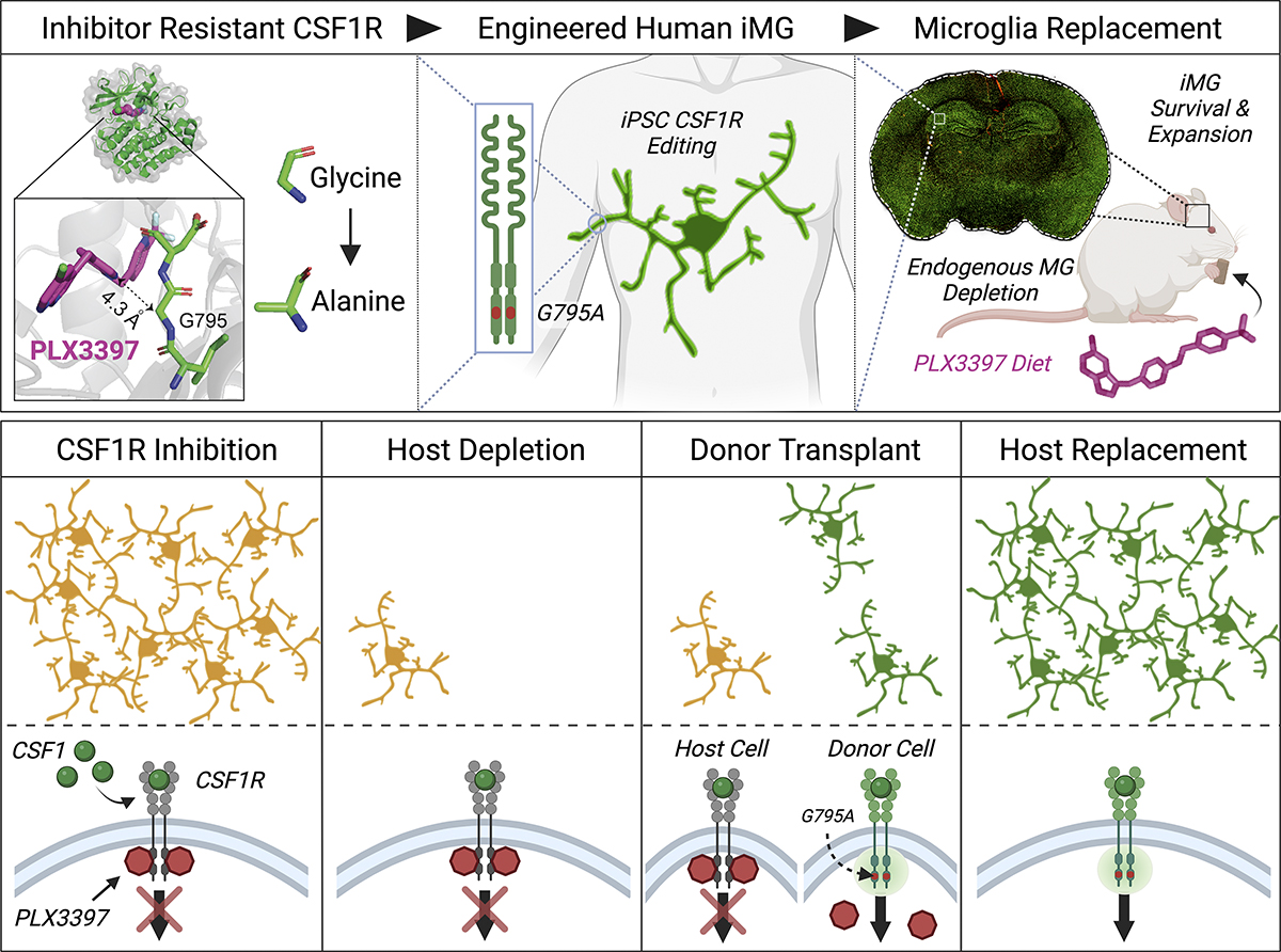 JExpMed's tweet photo. .@JPChadarevian, @Sonia_Lombroso, @BlurtonJonesLab, @FChrisBennett et al show that a G795A substitution in human CSF1R confers resistance to pharmacological inhibitors enabling widespread #microglia engraftment in the brain https://t.co/f3KFXW6oPK
@willaise 
#Neuroinflammation https://t.co/86JoQVd6hd