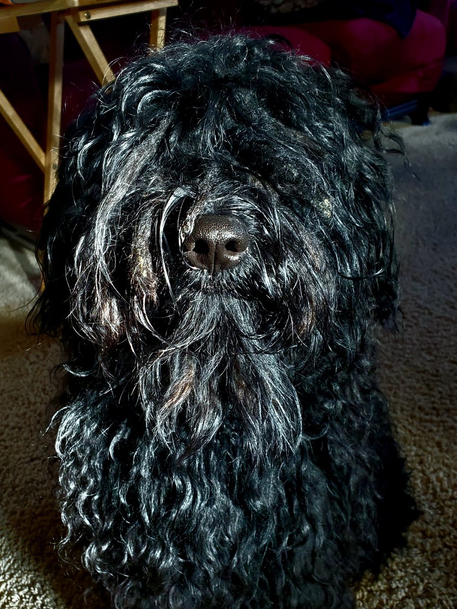 We hit 1000 subs on YouTube! Thank you everyone!

In celebration, I have a funny problem. My dad keeps insisting my next Puli (dog) needs to be named "Momo" after Jason Momoa (yeah I dunno, he thinks Jason has locks like the dogs' cords). I need good reasons to veto!