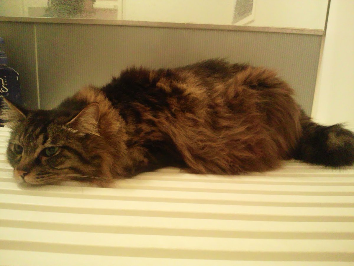 新藤力也 BASARAリングアナウンサー on Twitter