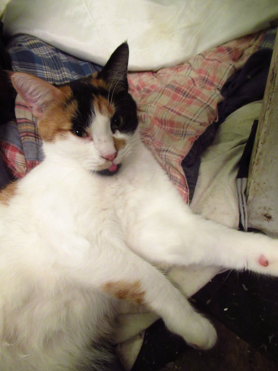 Falconer_Photos's tweet image. Peri jumped on my back, then hopped down to tongue bathe her fur today. 
#tongue 
#tougueouttuesday 
#bathe 
#fur 
#calicocat 
#catsontwitter 
#catsoftwitter 
#CalicoCrew