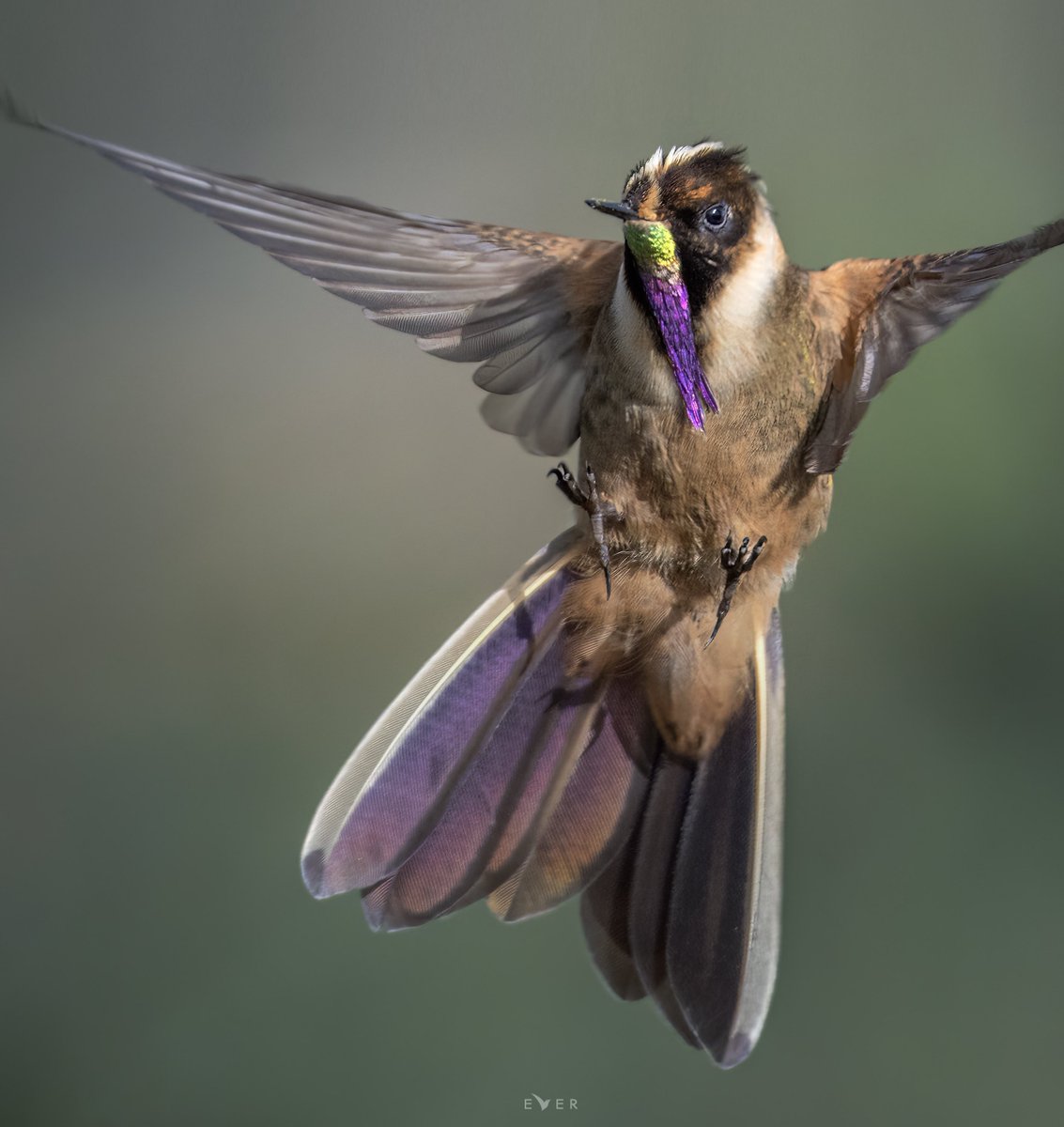 Una belleza colombiana a 4.200 mts de altura 💜💚
-Colibrí Chivito del Nevado del Ruiz - Oxypogon stuebelii  #AvesDeColombia #BirdsSeenIn2022