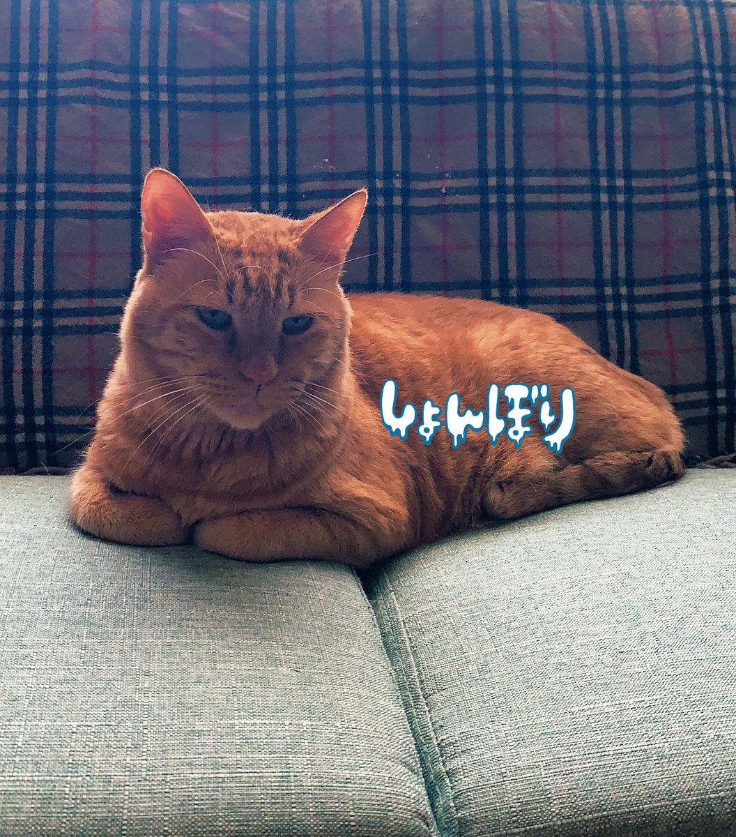 jp_j24h26y04's tweet photo. おはようございます☀
相変わらず寒くて、コタツにインして背中から電気毛布掛けてます😂
朝イチ、セブンで買い出ししたど、やっぱスーパー行かないと🥬🥕🛒(˙꒳​˙ )͟͞ =
我が家は食材がありません🌼*･
今日もよろしくお願いします✨🙏 https://t.co/KMEzmnmCjU