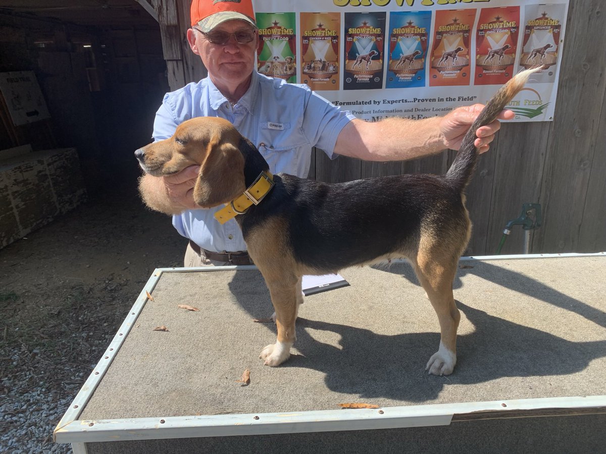 CKit_Eph2_8's tweet photo. Thank you, @akcdoglovers. I’ve had rabbit dogs for 10 years and this is our first field champion gun dog. #RabbitDogs #LineControl #PowerUnderControl #ButlerMillsBeagles https://t.co/NkvOY6PRBm