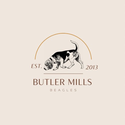 CKit_Eph2_8's tweet photo. Thank you, @akcdoglovers. I’ve had rabbit dogs for 10 years and this is our first field champion gun dog. #RabbitDogs #LineControl #PowerUnderControl #ButlerMillsBeagles https://t.co/NkvOY6PRBm