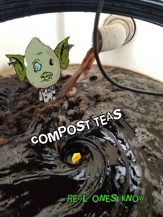 nfcheesey's tweet image. where the real ones at? 🌱🧀

#composttea #fungalcolonies