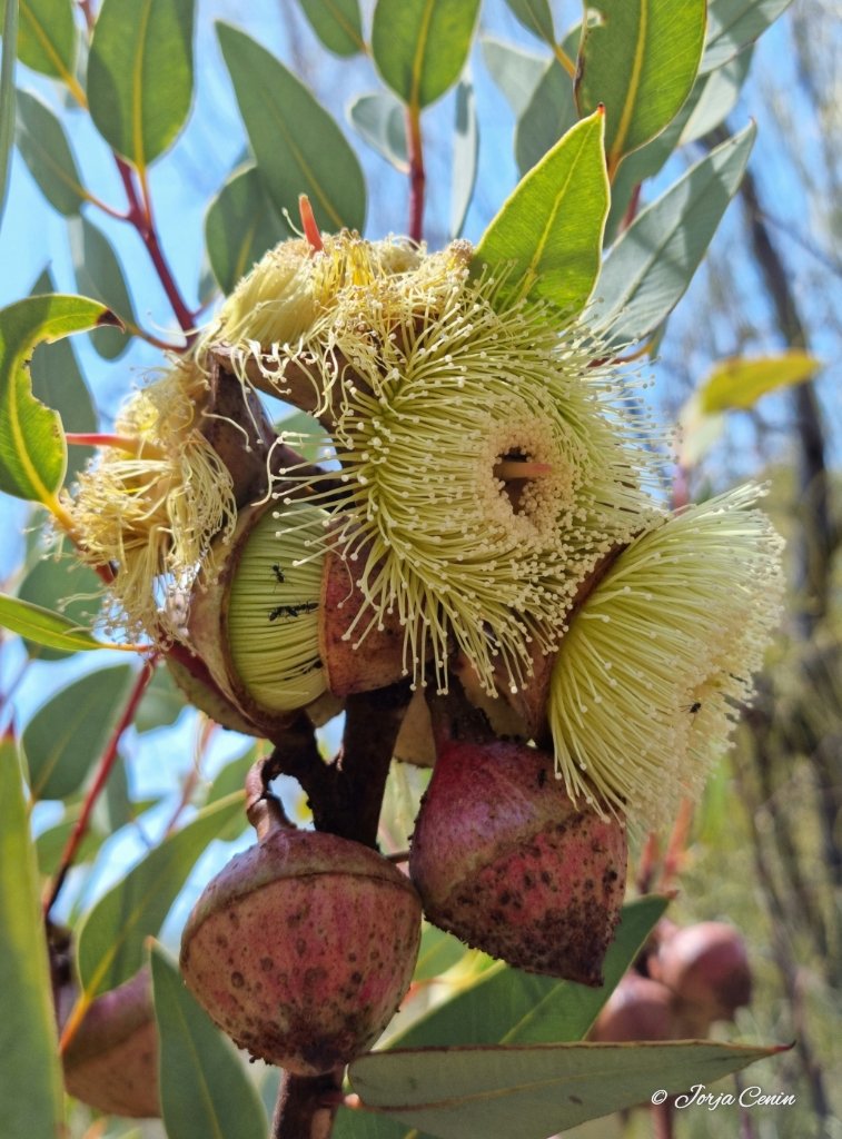 Eucalyptus rameliana 💛 #wildflowerhour #flowers #beautiful #eucbeaut
