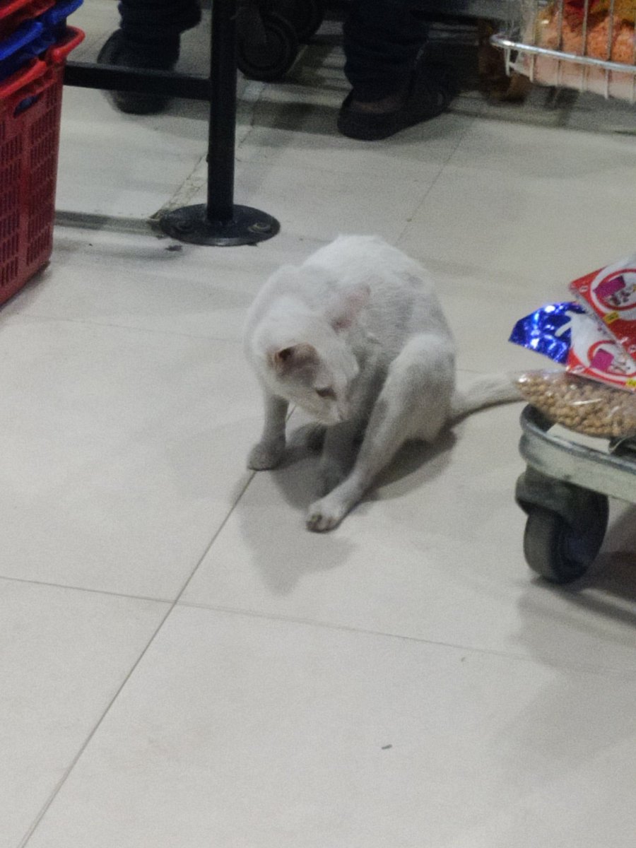 pho_enix8's tweet photo. A cat's life !! ❤️🫶
#goodmorning https://t.co/mfQwFIa3UQ