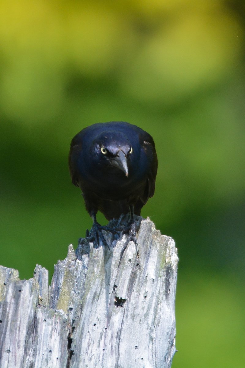 175/365
The Daily Wetland Friend