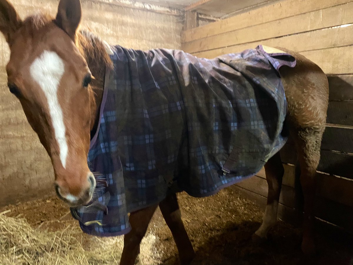 I give up! Celtic Chaos💚is filthy and nearly got his sheet off! It poured, horses in and he wasn’t having it! Never a dull moment with him and Fish Trappe Road 😂😂 #OTTB #NYBred @Kitkat8298 Celtic living up to his name! 💚