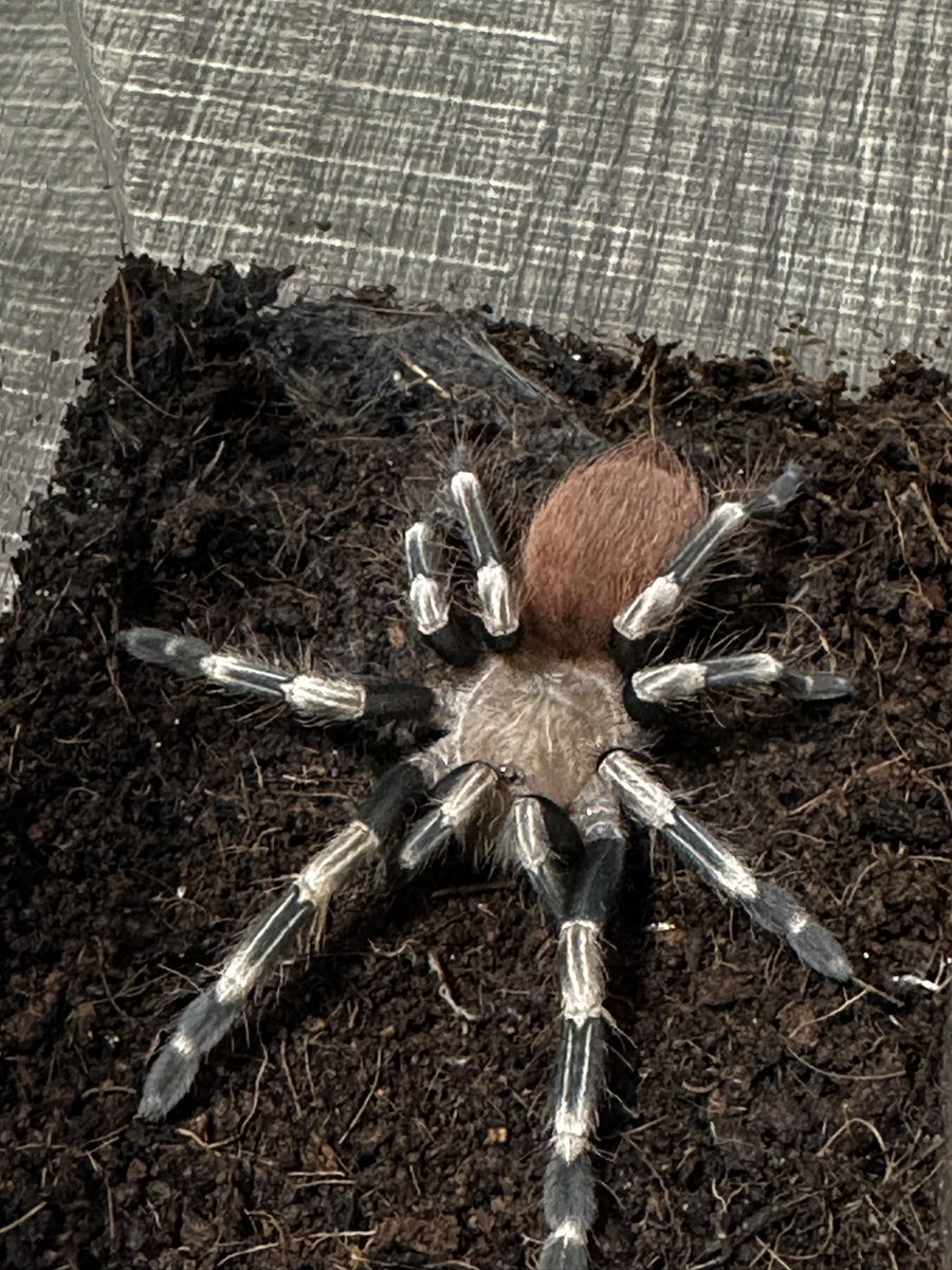Rea_tarantula's tweet photo. 新年最初の脱皮はブラジリアンホワイト&amp;レッドの紅白ちゃん！
縁起いいわー🎉👏👏 https://t.co/QimNUp8Cwx