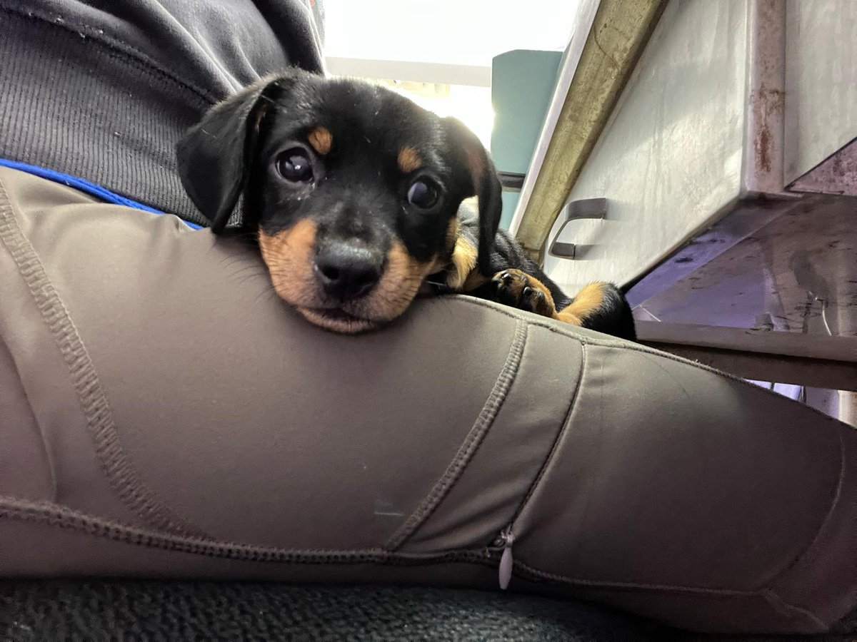TheSatoProject's tweet photo. FIRST RESCUE OF 2023! Was left in the middle of the street and almost run over on NYE. Over a year ago, we rescued a sato, Irwin, adopted by @JDMorgan 
Irwin’s best friend is Jeffrey’s daughter, George, and we named this newly rescued puppy after her! #satostrong #adoptdontshop https://t.co/3216quI6tk