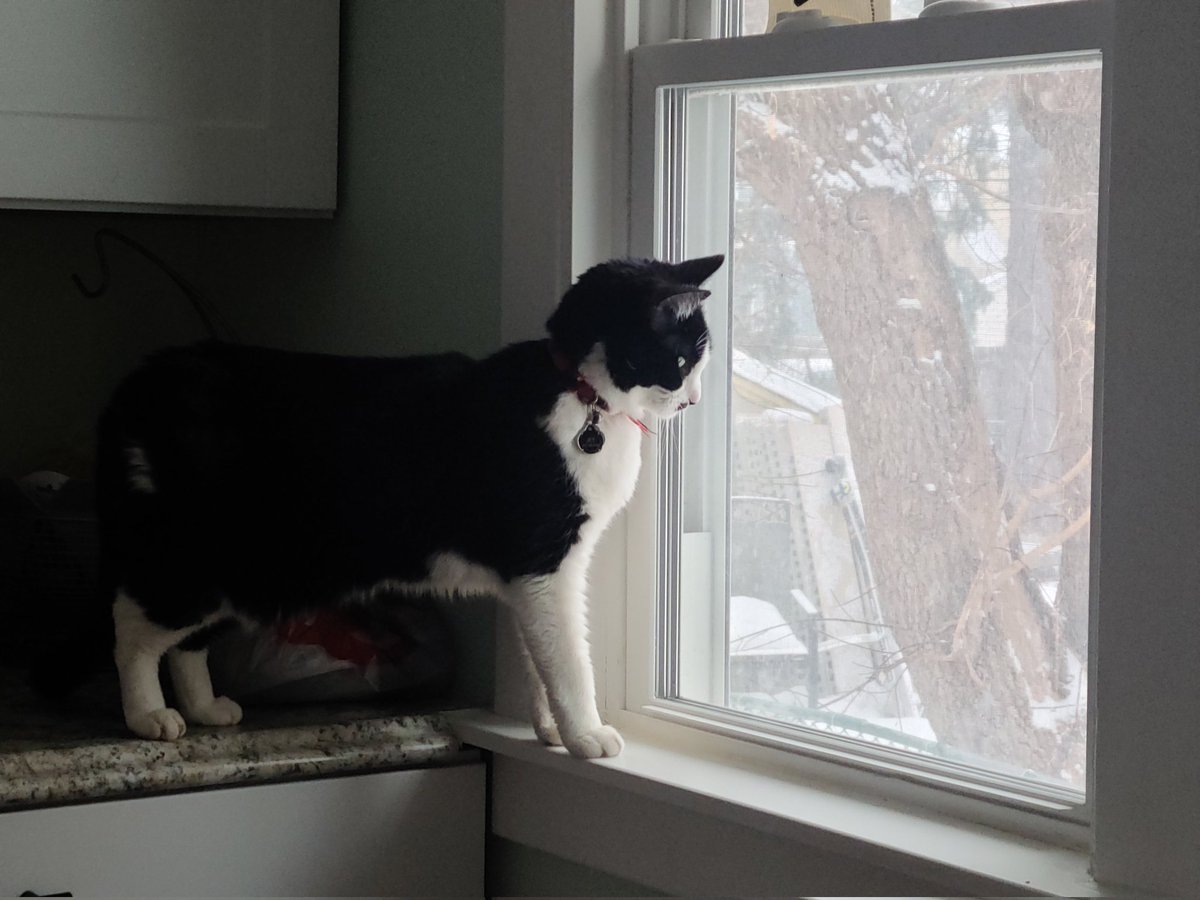 One thing I don't miss from working in news - having to go in on bad weather days. Being able to work from home is such a luxury! Jet is counting the snowflakes for me.