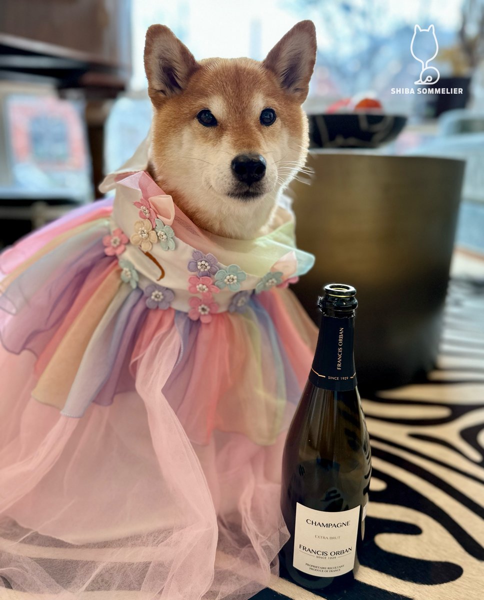 ShibaSommelier's tweet photo. Francis Orban Extra Brut: #3bones of @Champagne for 2023!
I’m always partial to grower champagnes and this is a pleasant one. Brioche, lemon, and chalk notes dominate the nose. On the palate, you initially get brioche and chalk with lemon and a hint of apple on the finish. https://t.co/aJh8zcLN5F