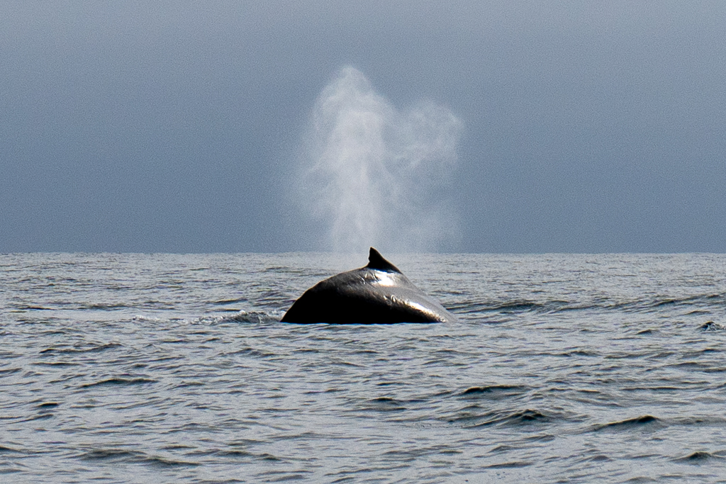 How to go whale watching in Northern Peru?  Such beautiful creatures 😍 Check out our travel guide andiamoamigos.com/crossing-the-l… #whales #humpback #wildlife #wildlifephotography #travel #travelguide #travelblogger #adventure #travelling #backpacking