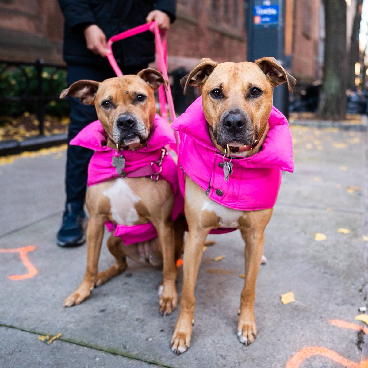 thedogist's tweet photo. Juju &amp; Charly, Pit Bull mixes (7 y/o), 72nd St. &amp; Madison Ave., New York, NY • “They’re siblings. Juju is a little bit more chill, and Charly is more energetic. She’s a crazy one.” 

Please compliment Juju &amp; Charley’s matching outfits in the comments! https://t.co/mLk6iD6xeC