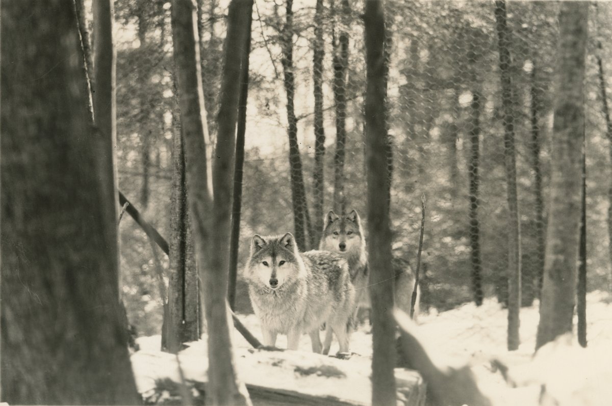 Our sanctuary in Montana is home to a lineage of gray wolves maintained in captivity since 1920. Dr. E.H. McCleery purchased wild wolves from the government, zoos, and trappers to stop them from being eradicated. We have compassionately cared for his remaining wolves since 2018❤️