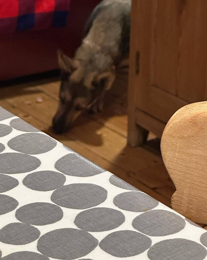 ruskin147's tweet photo. A few little outings tonight for #sophiefromromania and I was greatly cheered by a call with the dog behaviour expert who’s been advising us - he says we just have to go at her pace and she’s doing fine https://t.co/Q2OBvDbZdS https://t.co/vnrIshOZFL