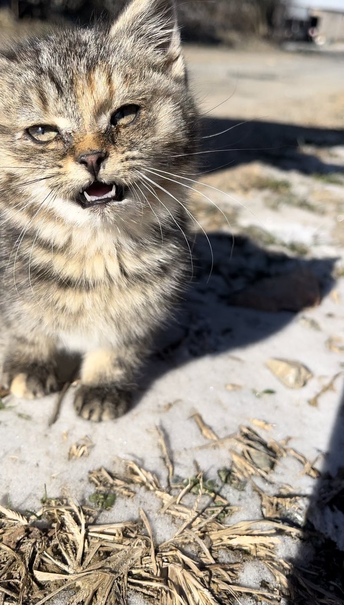 PalmaMidnight's tweet photo. Latest farm cat addition: Whiskey https://t.co/gUPPGBeta1