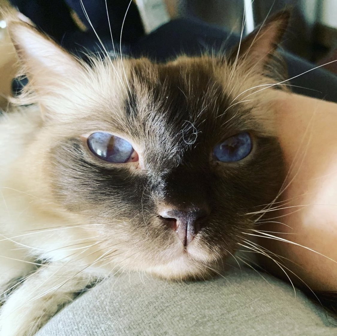 Tash Hatcher • Wildlife Illustrator tweet media