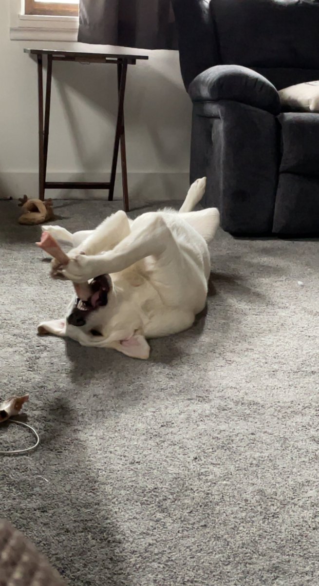 wadebryan365's tweet photo. I love how she holds stuff like a baby on her back. #goodgirl #doggo #sheddog #puppy https://t.co/Wy34Fn3Nuq