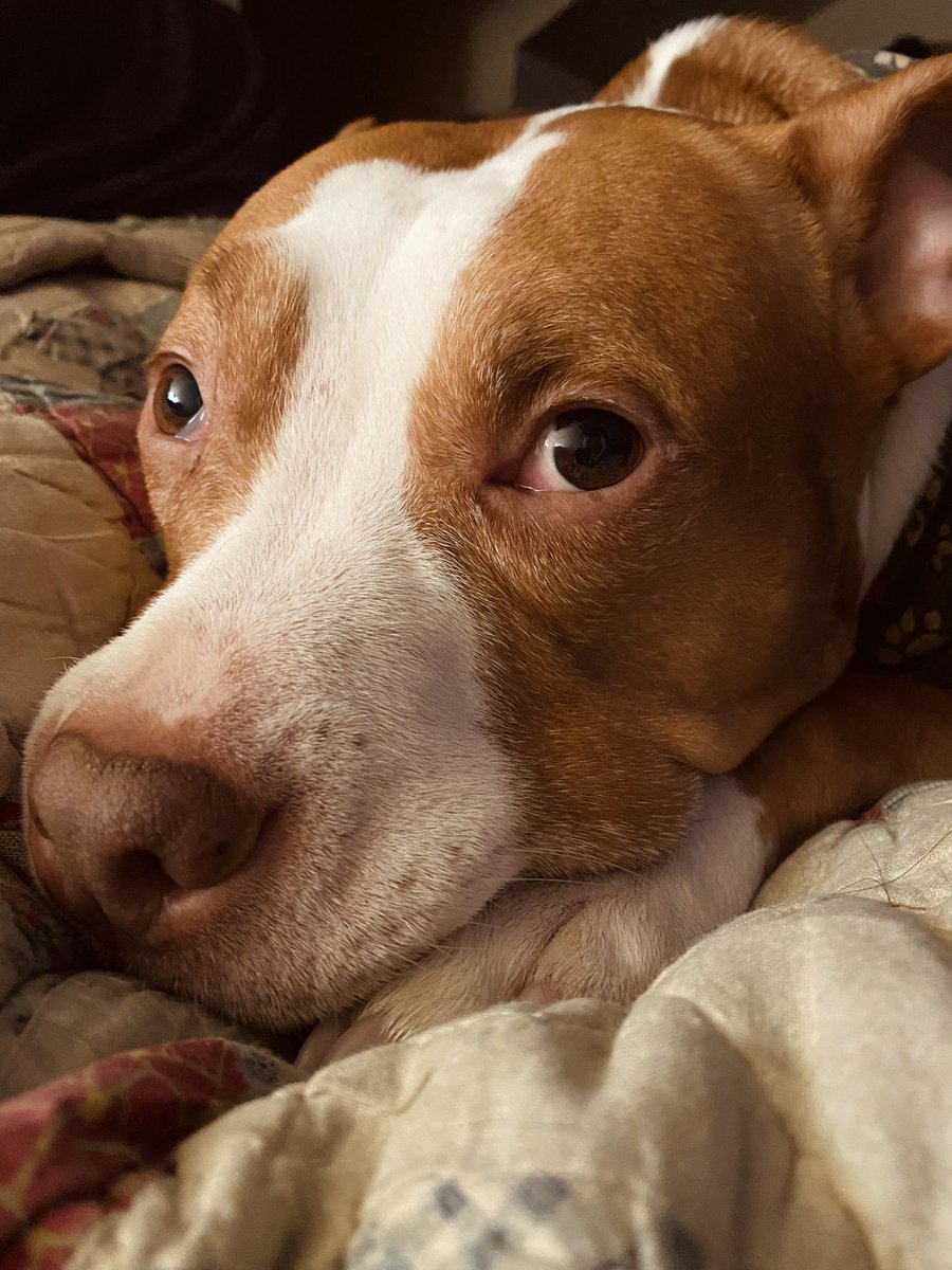 This is our Rescue, Mr. Pogo. And while I love ALL of my dogs, Pogo holds a special place in my heart. He is 100% Mamma’s good boy! ❤️🐶 #RescueDog #dog #dogs #pets #pittie #Pitbull #AdoptDontShop #poundpuppy