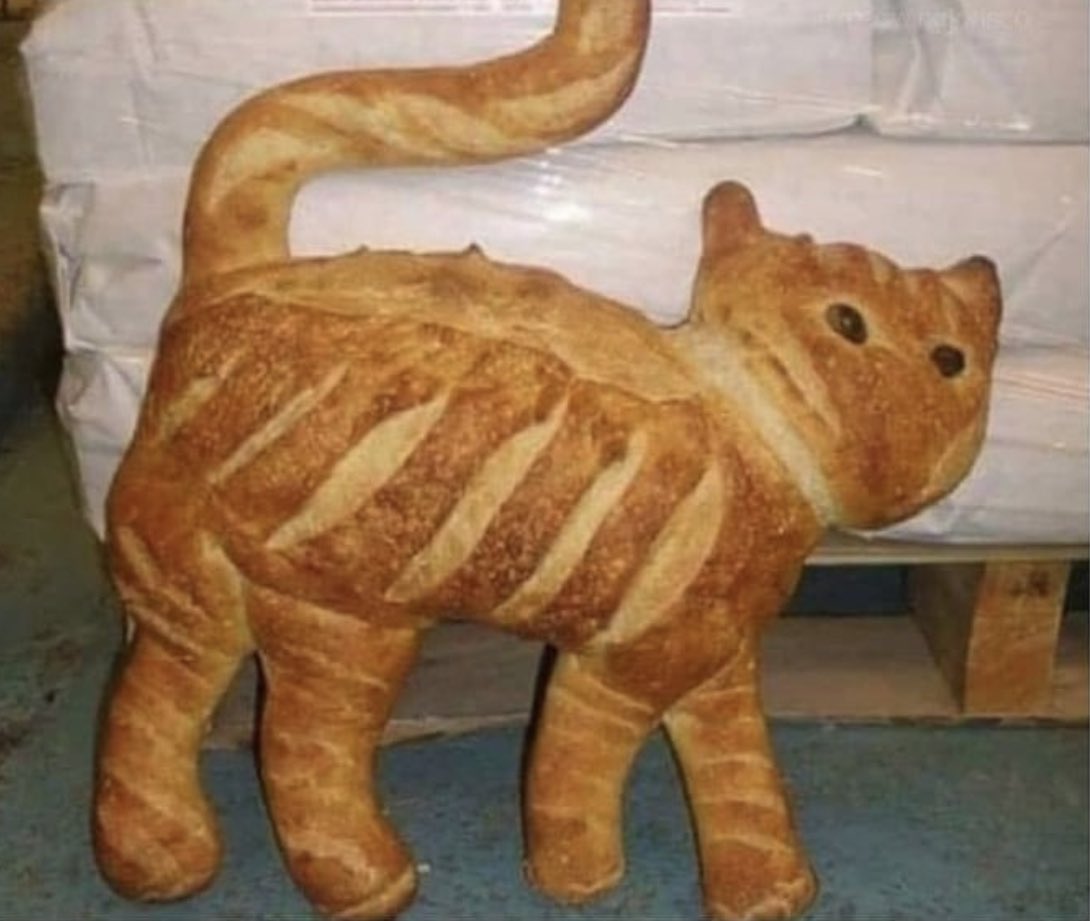 strangecatpics's tweet photo. the vet said he’s purebread https://t.co/gshFBfzi6m
