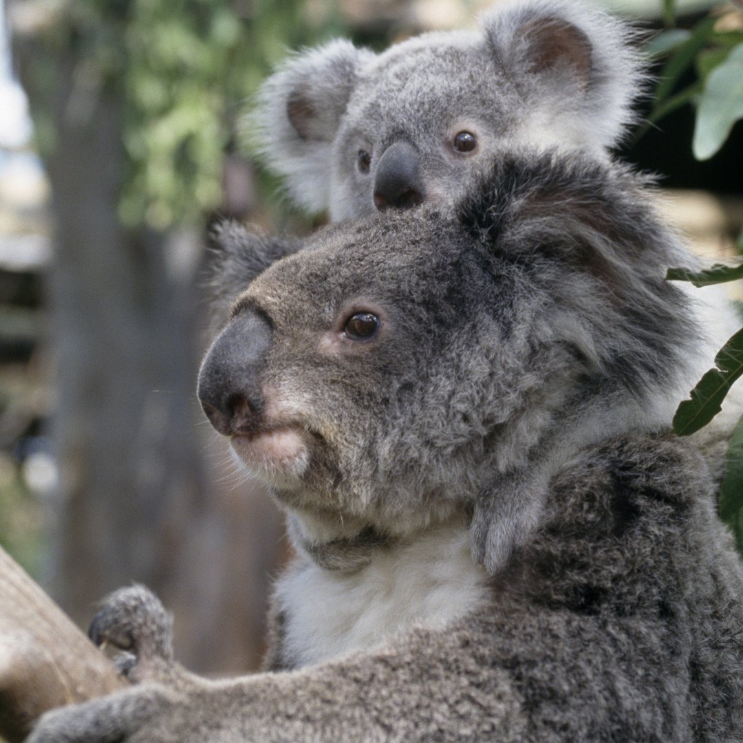 LandscapeCarbon's tweet photo. Time with family and friends. We hope you're enjoying yours.
#summerbreak #welovekoalas #biodiversity #joinus https://t.co/Ib7n2w1yVI