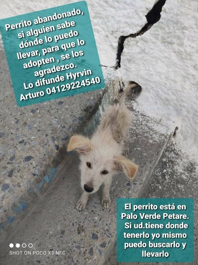 PerroUsuario's tweet photo. 🚨URGENTE este chiquitin fue abandonado a su suerte sin importar que pase hambre y frío y lo más duro sin saber defenderse en la calle que es tan dura. NECESITA RESGUARDO O ADOPTANTE URGENTE  ya que no lo pueden tener donde está,  por favor difundamos🙏🙏🙏 https://t.co/Z2zRpipgni