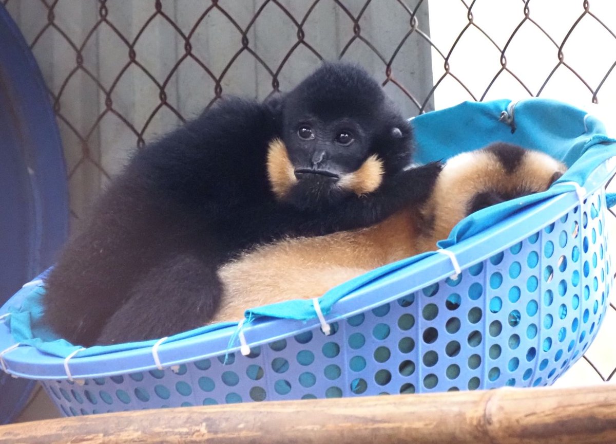 garrulous gibbon on Twitter "bucket gibbon"