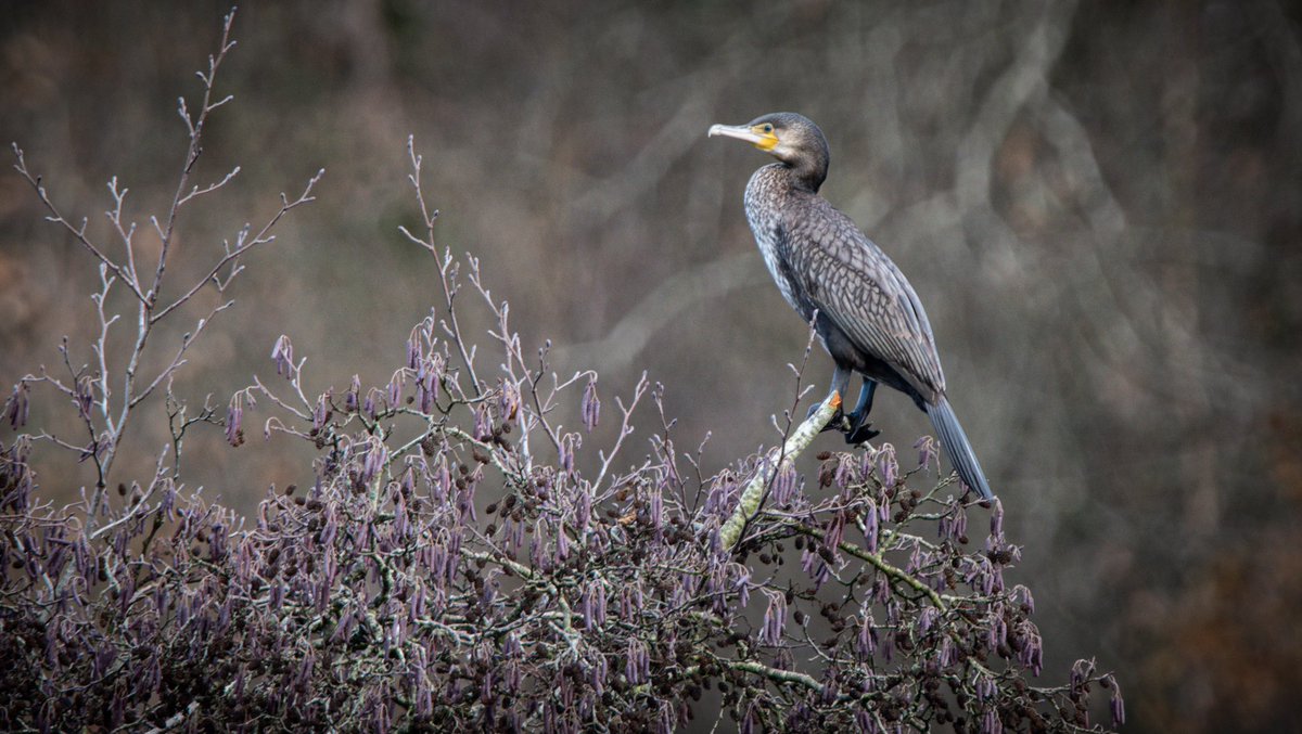 MattSchofieldP1's tweet photo. The beauty of nature while out walking to bring in the new year. Available for print at our Etsy Store  . . .  #birds #birdphotography #bird #nature #birdsofinstagram #wildlife #naturephotography #wildlifephotography #birdwatching #best #photography #birdlovers #of #birding https://t.co/UQR8jNNDKw