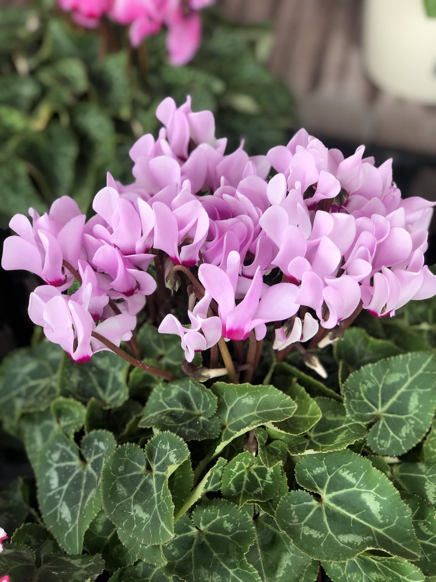 おはようございます💖

今日も皆さまどうぞ素敵な一日を🥰

🌸🍀🌸🍀🌸🍀🌸
