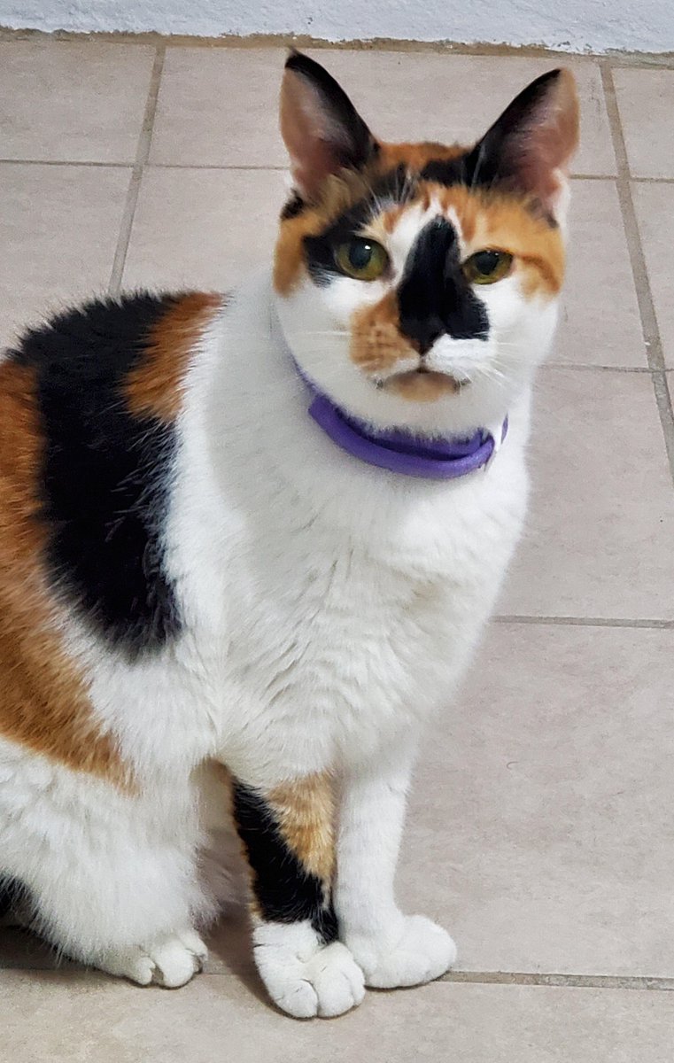 This is my cat, Chury, she's 21 years. Yesterday my girlfriend yelled: "can't wait till the day she's dead", for a mess with the litter. Today I packed everything and I'm ready to leave. What would you have done?