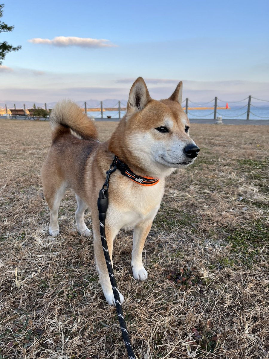 #柴犬 #犬 #愛犬 #dogs

がんばるぞー！ https://t.co/WcPqqC37cF
