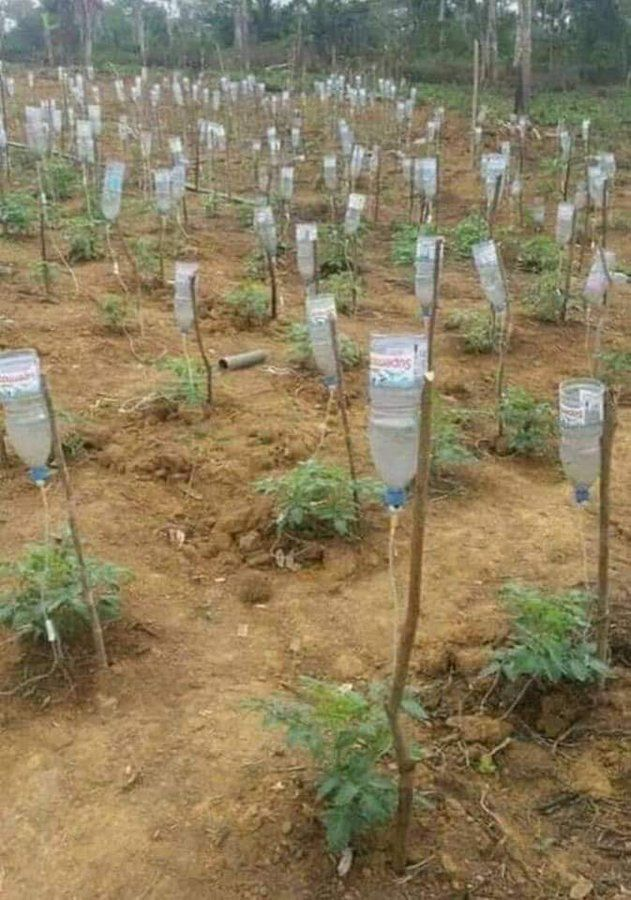 jcniyomugabo's tweet photo. This is when a doctor begins farming with what they have. https://t.co/XPiCiwjagD